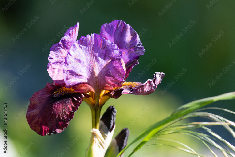 Photo by Lea Tyrrell | Available via Adobe Stock Images