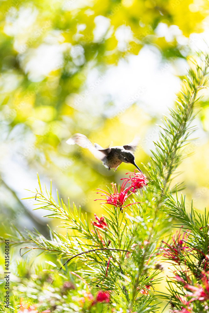 Photo by Lea Tyrrell | Available via Adobe Stock Images