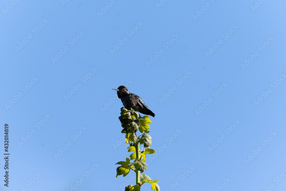 Photo by Lea Tyrrell | Available via Adobe Stock Images