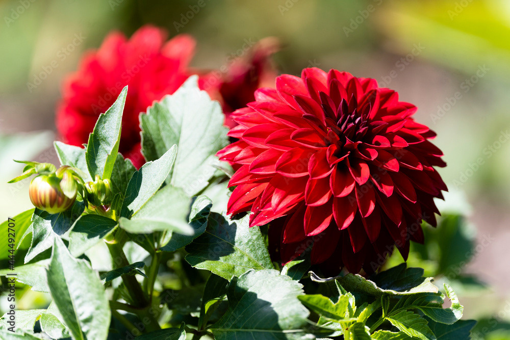 Photo by Lea Tyrrell | Available via Adobe Stock Images