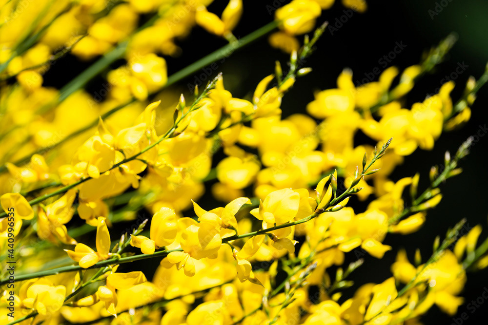 Photo by Lea Tyrrell | Available via Adobe Stock Images