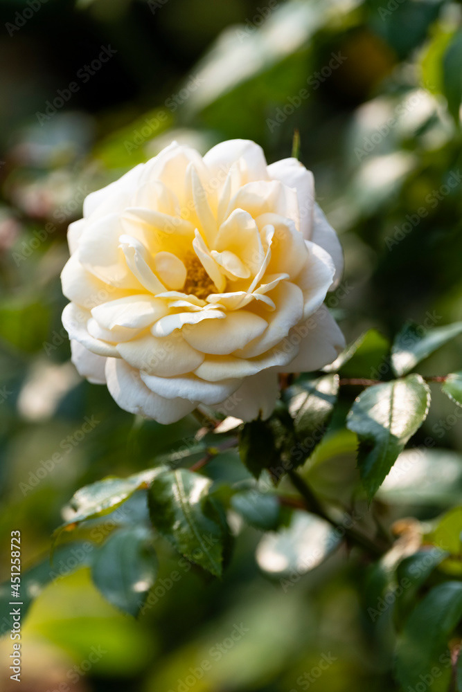 Photo by Lea Tyrrell | Available via Adobe Stock Images