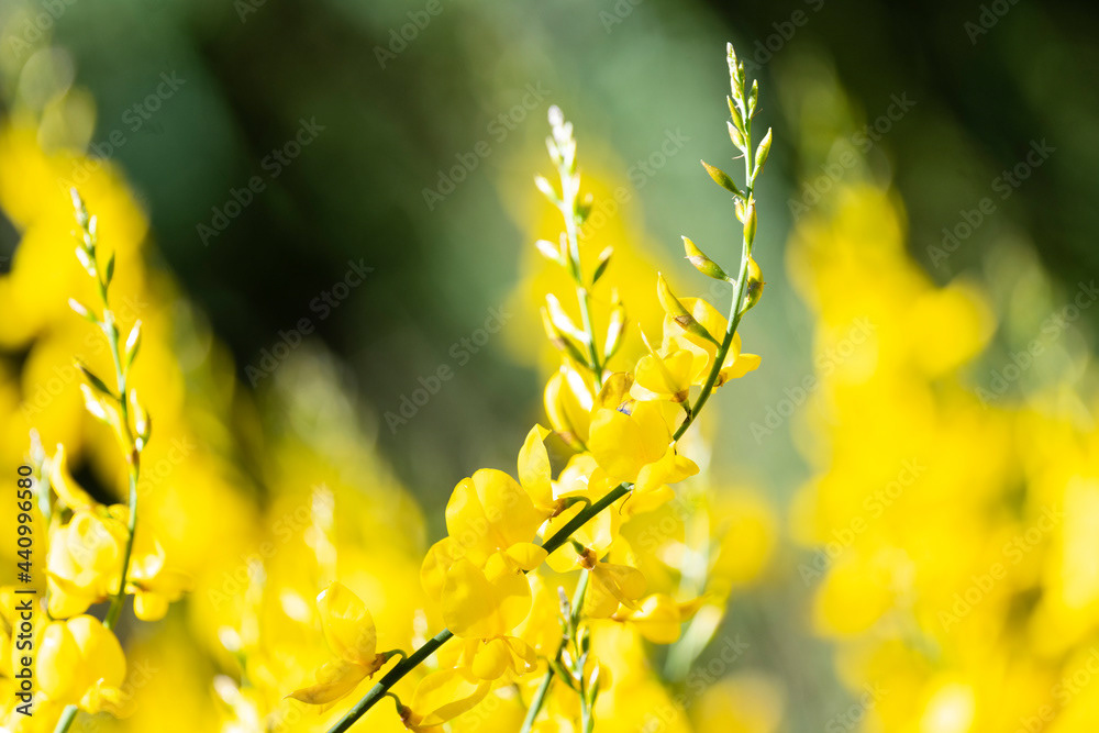 Photo by Lea Tyrrell | Available via Adobe Stock Images