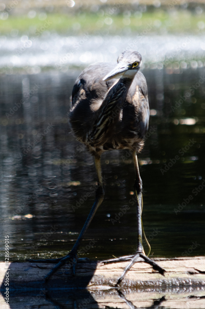 Photo by Lea Tyrrell | Available via Adobe Stock Images