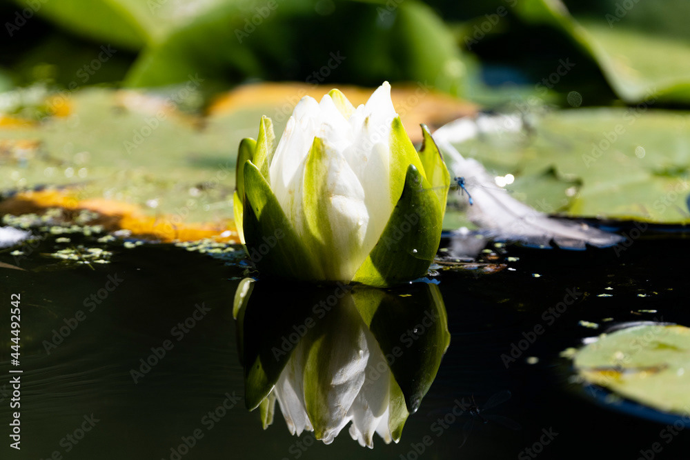Photo by Lea Tyrrell | Available via Adobe Stock Images