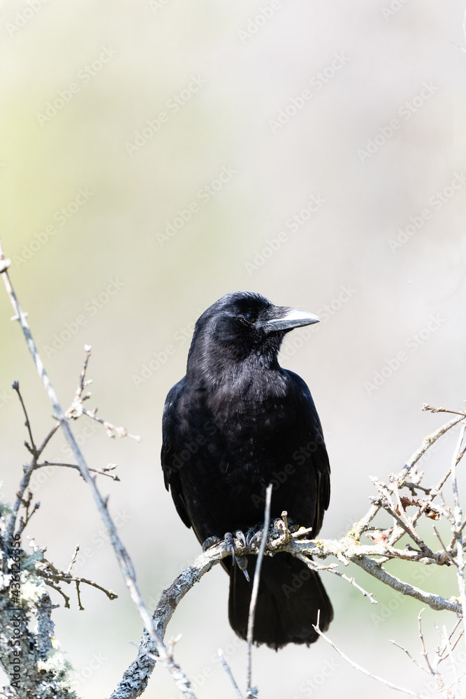Photo by Lea Tyrrell | Available via Adobe Stock Images
