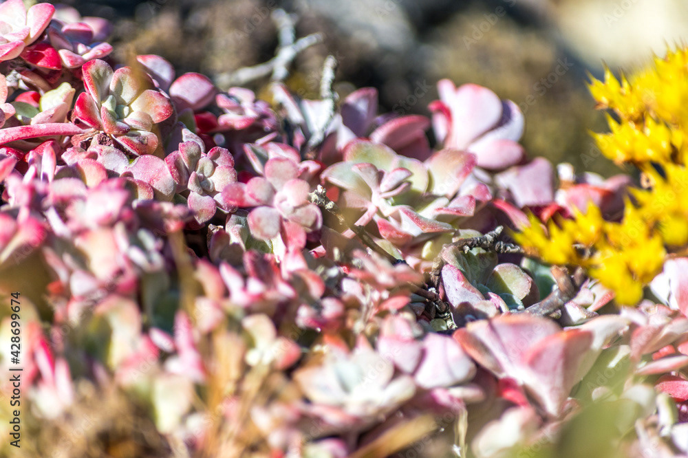 Photo by Lea Tyrrell | Available via Adobe Stock Images