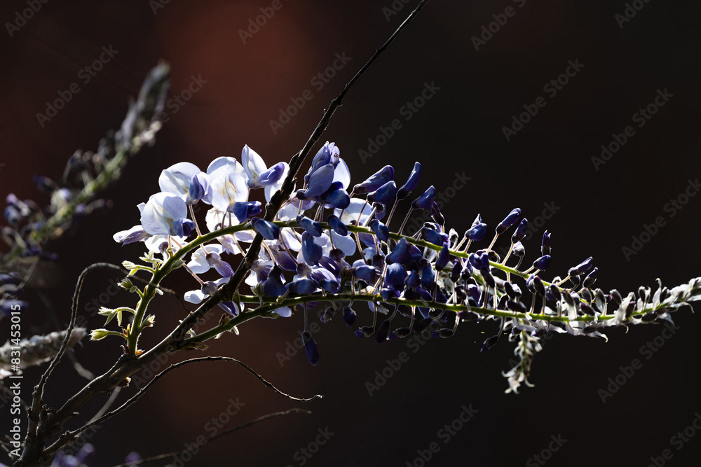 Photo by Lea Tyrrell | Available via Adobe Stock Images