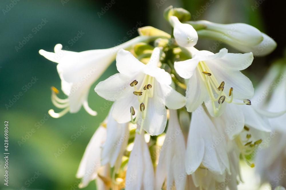 Photo by Lea Tyrrell | Available via Adobe Stock Images