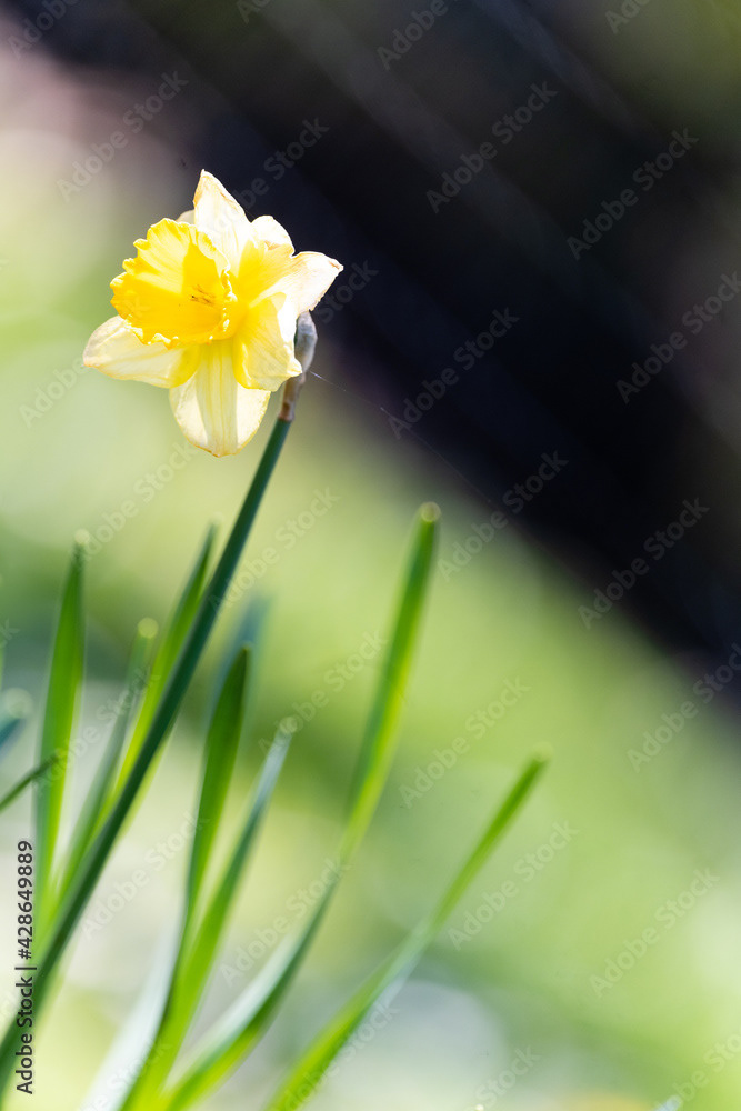 Photo by Lea Tyrrell | Available via Adobe Stock Images
