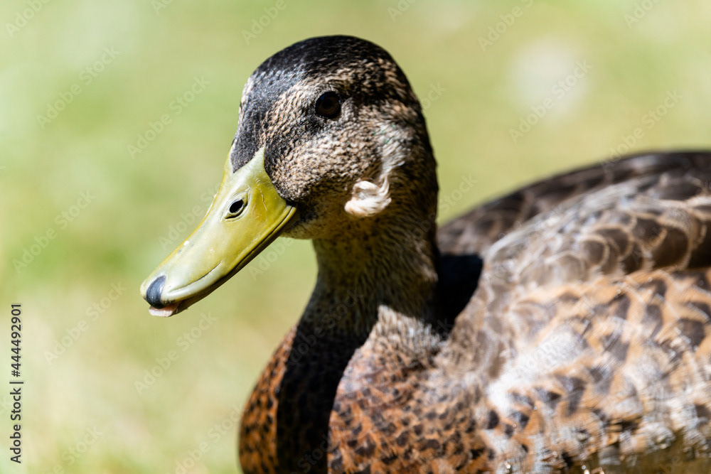Photo by Lea Tyrrell | Available via Adobe Stock Images