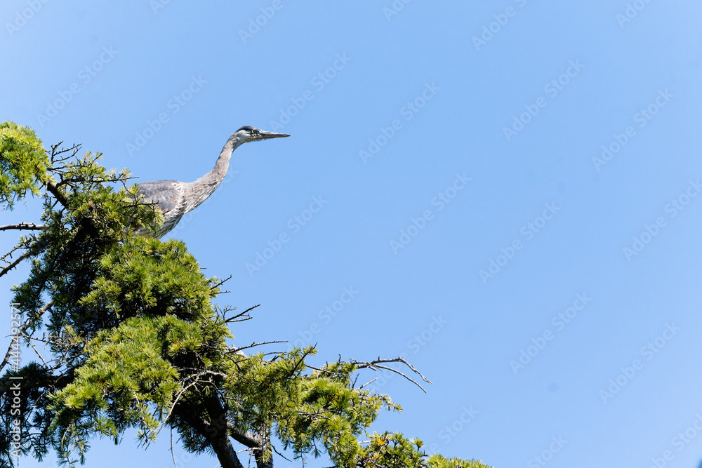 Photo by Lea Tyrrell | Available via Adobe Stock Images