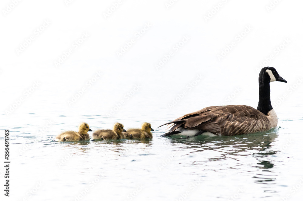 Photo by Lea Tyrrell | Available via Adobe Stock Images
