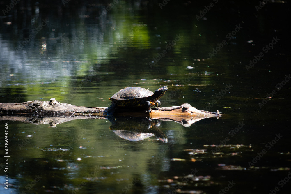 Photo by Lea Tyrrell | Available via Adobe Stock Images