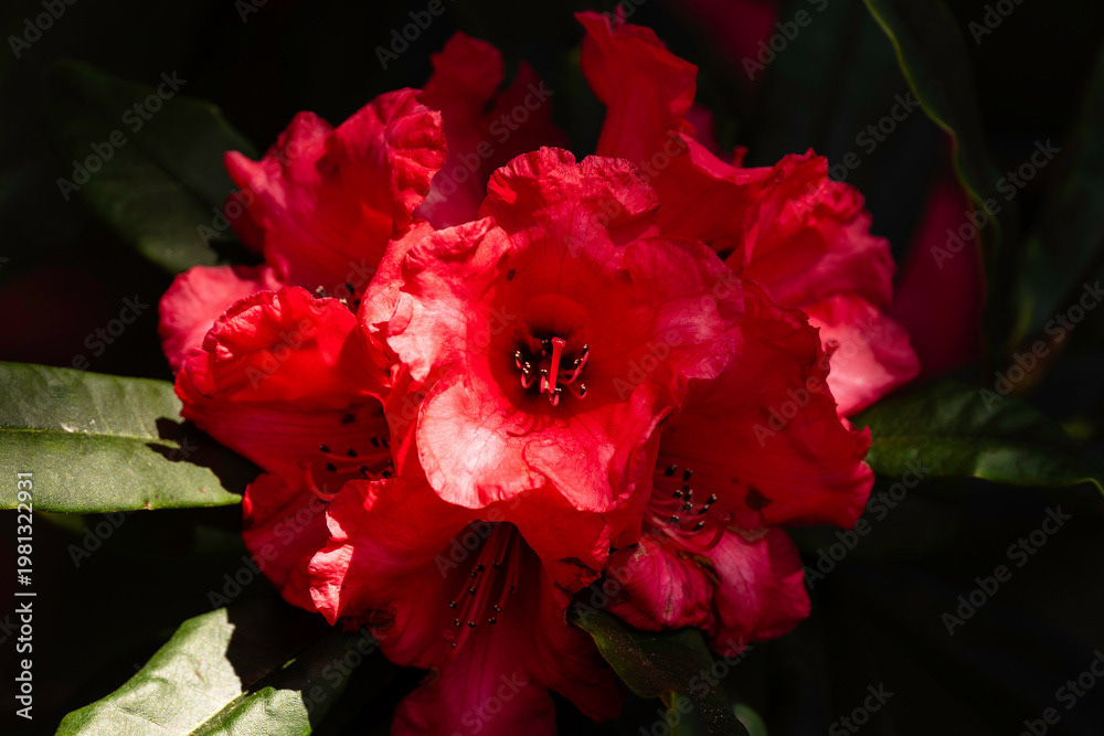 Photo by Lea Tyrrell | Available via Adobe Stock Images