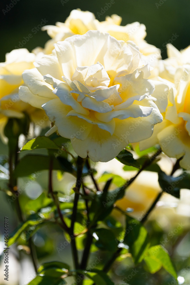 Photo by Lea Tyrrell | Available via Adobe Stock Images