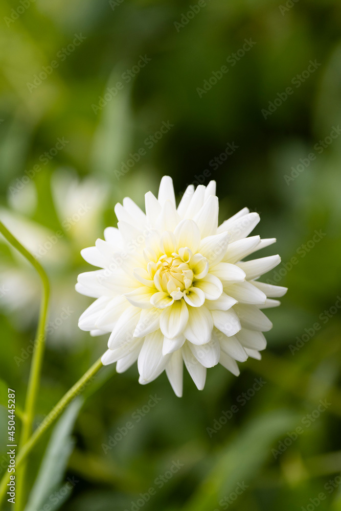 Photo by Lea Tyrrell | Available via Adobe Stock Images