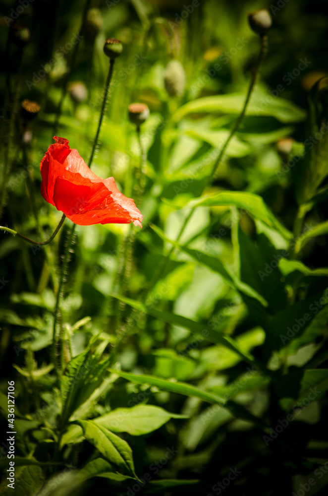 Photo by Lea Tyrrell | Available via Adobe Stock Images