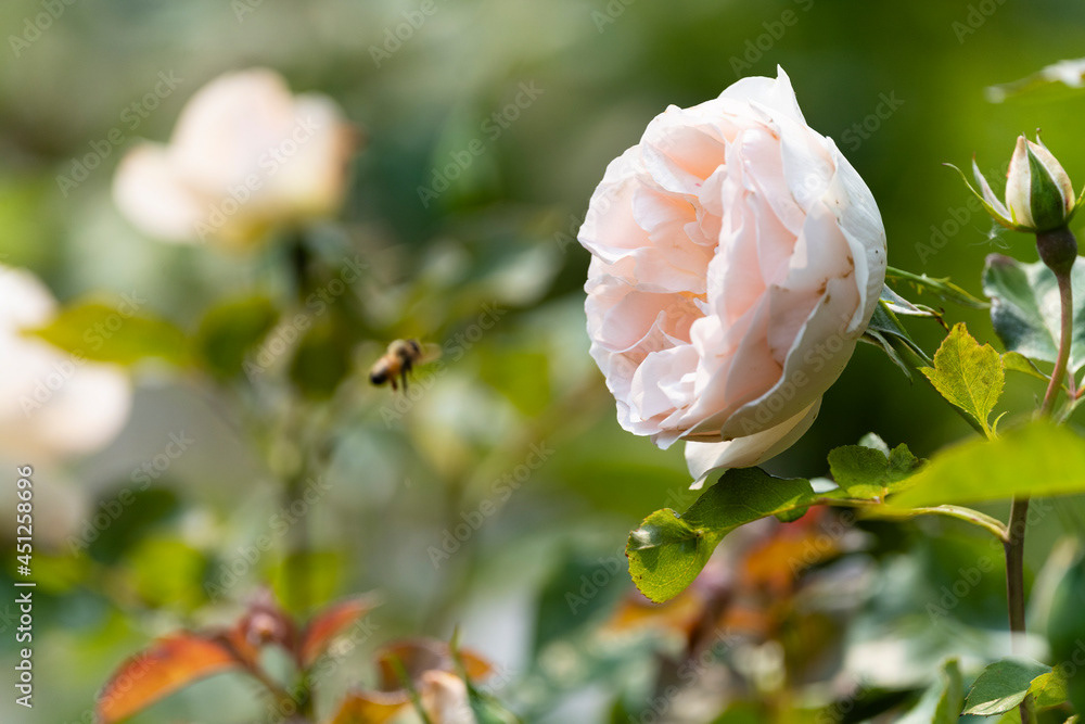 Photo by Lea Tyrrell | Available via Adobe Stock Images