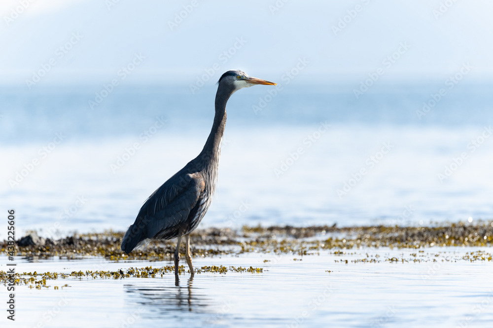 Photo by Lea Tyrrell | Available via Adobe Stock Images