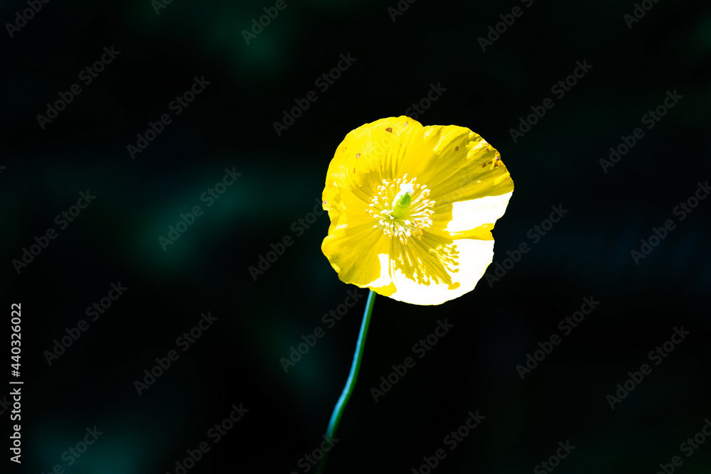 Photo by Lea Tyrrell | Available via Adobe Stock Images