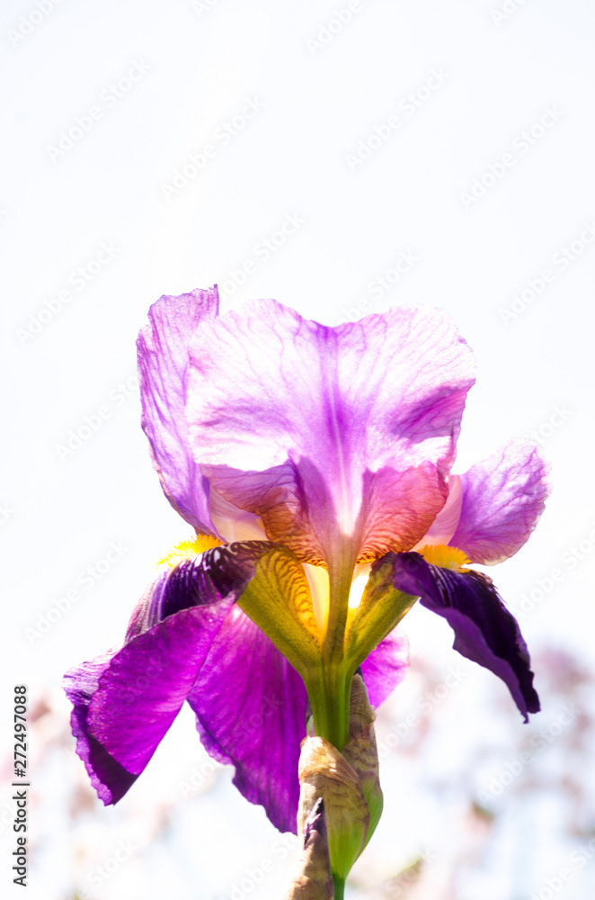 Photo by Lea Tyrrell | Available via Adobe Stock Images