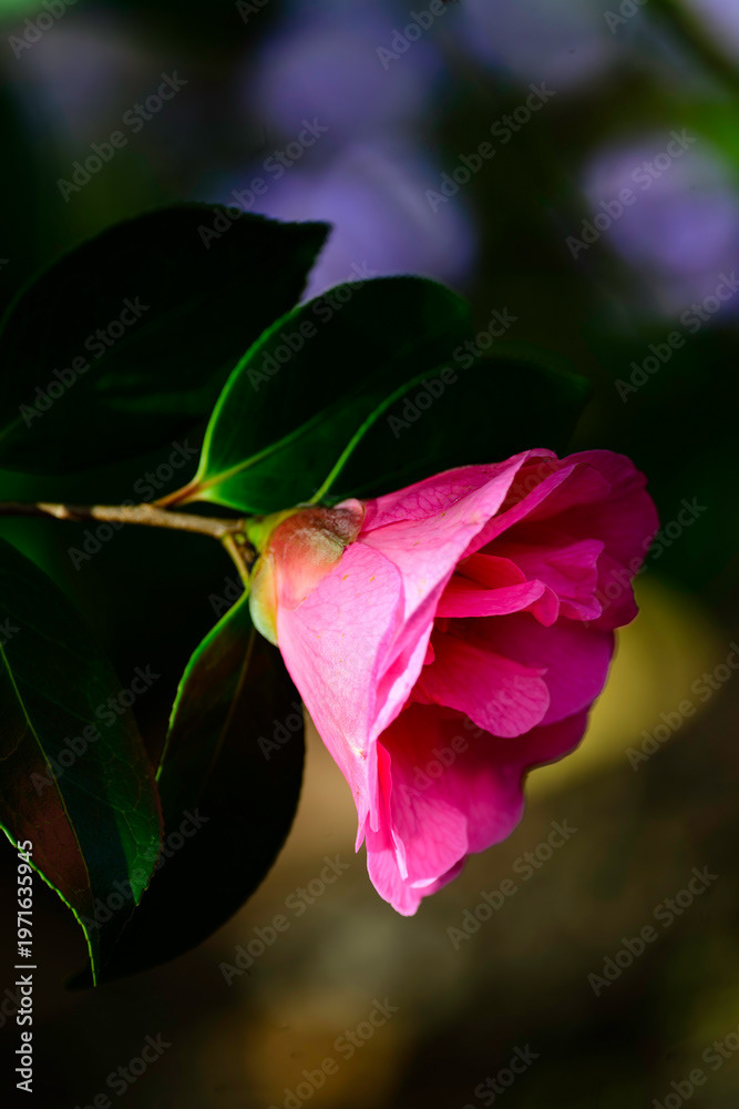 Photo by Lea Tyrrell | Available via Adobe Stock Images