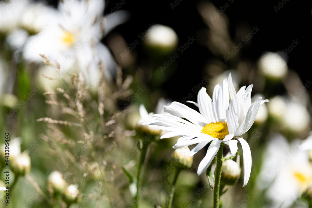 Photo by Lea Tyrrell | Available via Adobe Stock Images