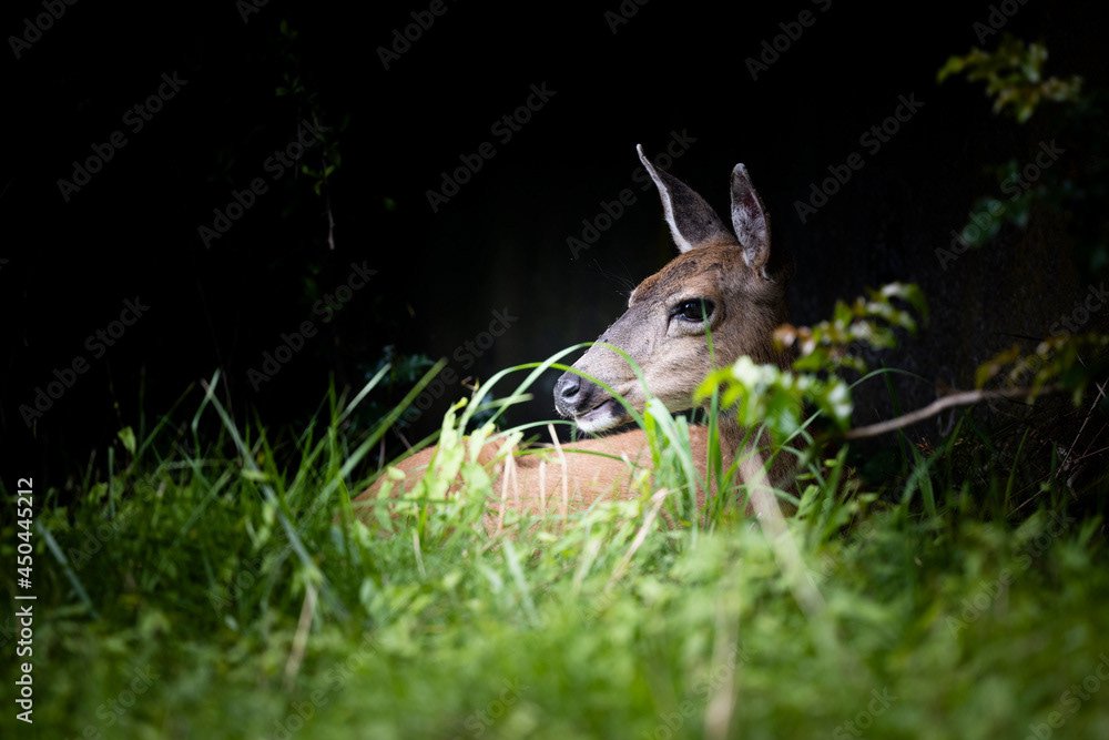 Photo by Lea Tyrrell | Available via Adobe Stock Images