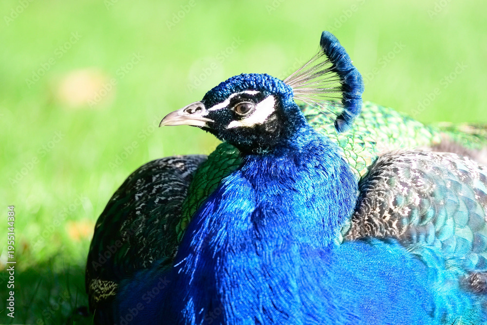 Photo by Lea Tyrrell | Available via Adobe Stock Images