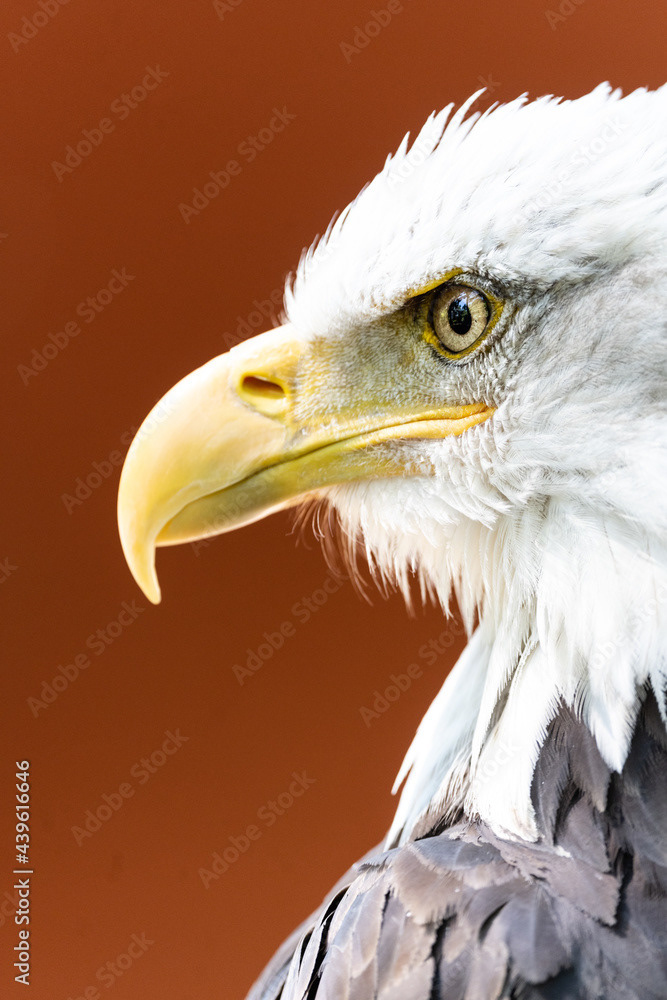 Photo by Lea Tyrrell | Available via Adobe Stock Images