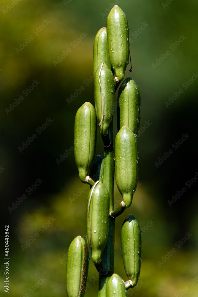 Photo by Lea Tyrrell | Available via Adobe Stock Images