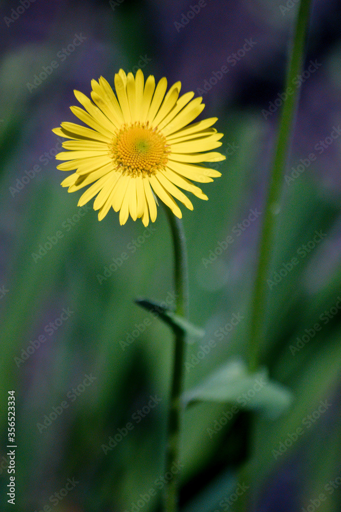 Photo by Lea Tyrrell | Available via Adobe Stock Images