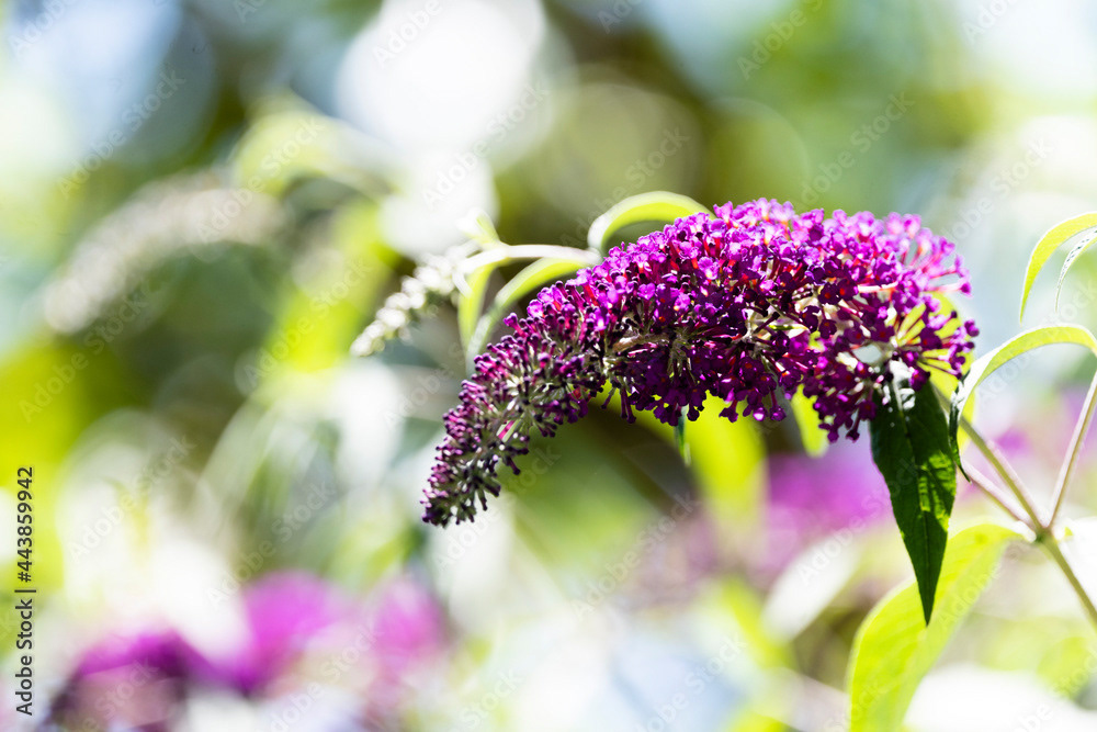 Photo by Lea Tyrrell | Available via Adobe Stock Images