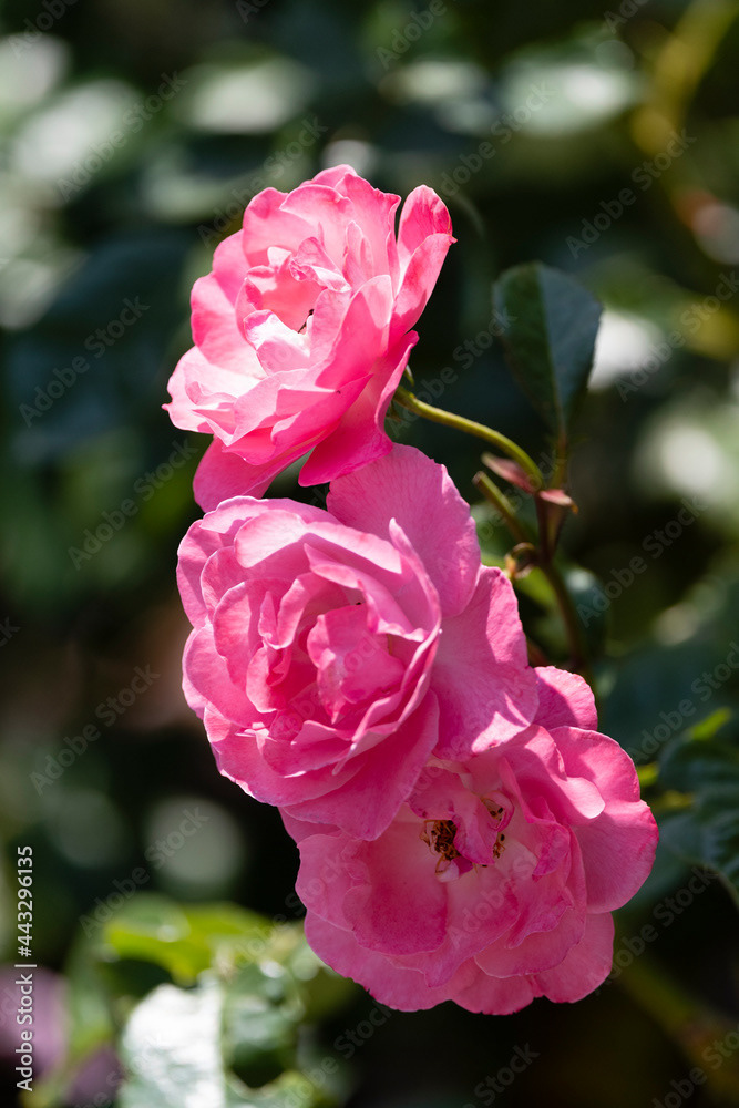 Photo by Lea Tyrrell | Available via Adobe Stock Images