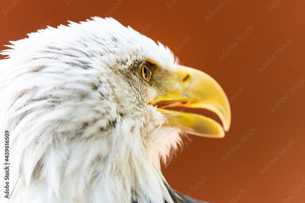 Photo by Lea Tyrrell | Available via Adobe Stock Images
