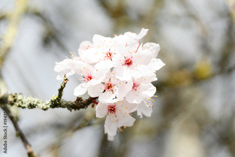 Photo by Lea Tyrrell | Available via Adobe Stock Images