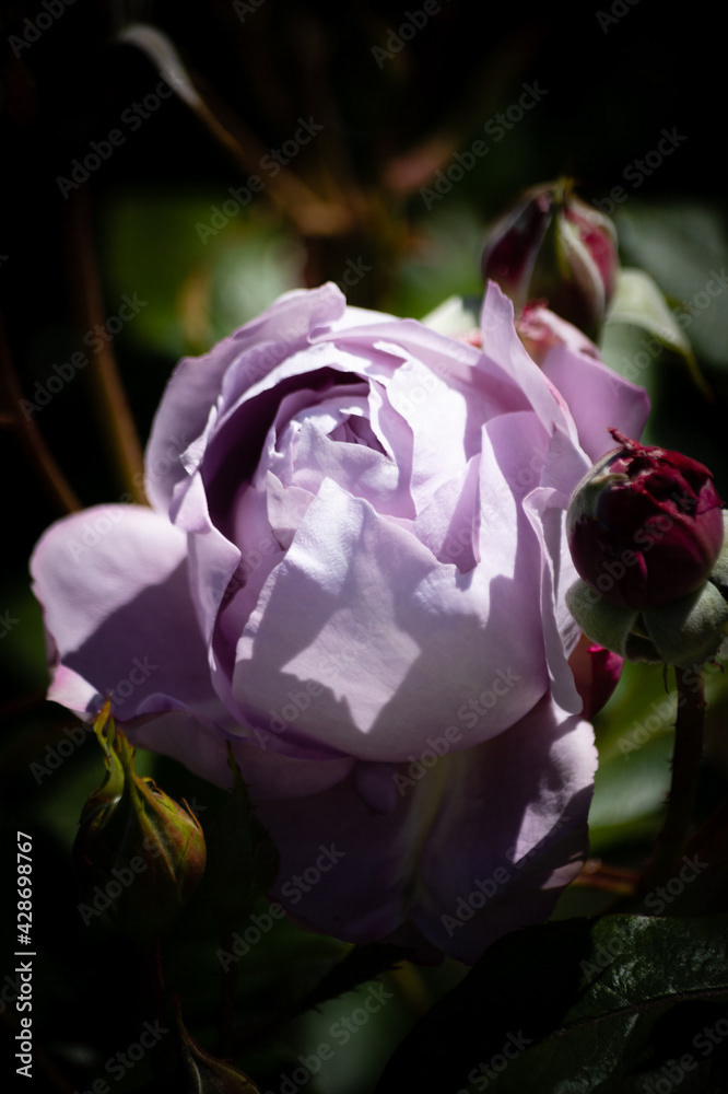 Photo by Lea Tyrrell | Available via Adobe Stock Images