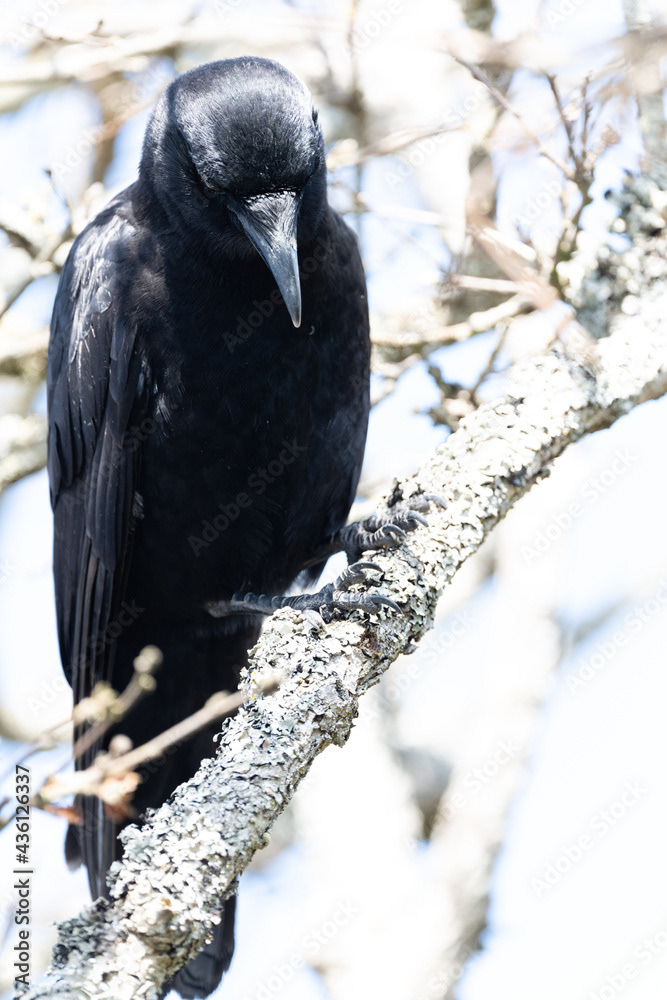 Photo by Lea Tyrrell | Available via Adobe Stock Images