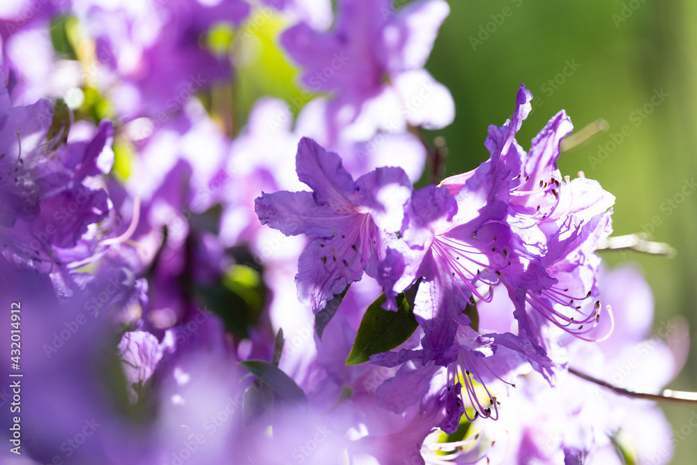 Photo by Lea Tyrrell | Available via Adobe Stock Images