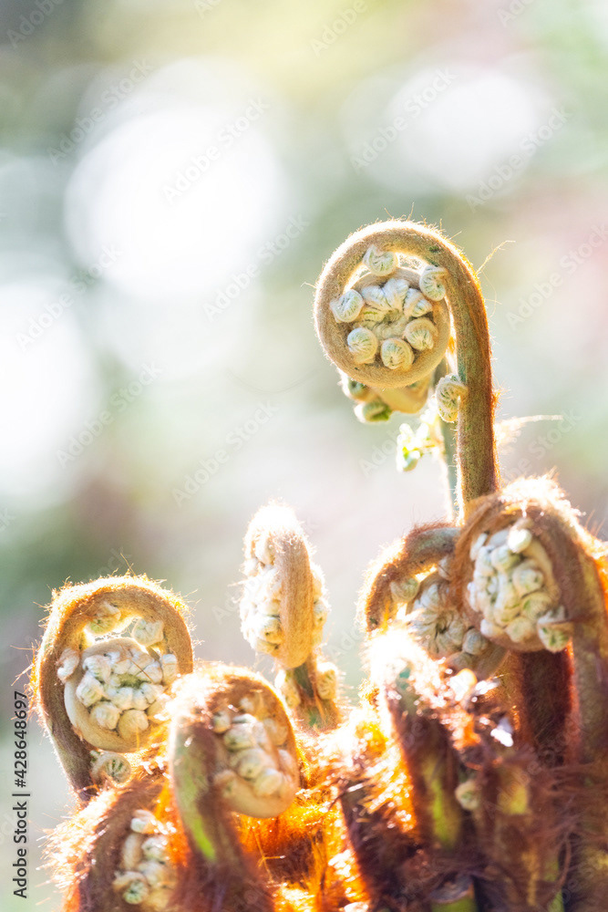 Photo by Lea Tyrrell | Available via Adobe Stock Images