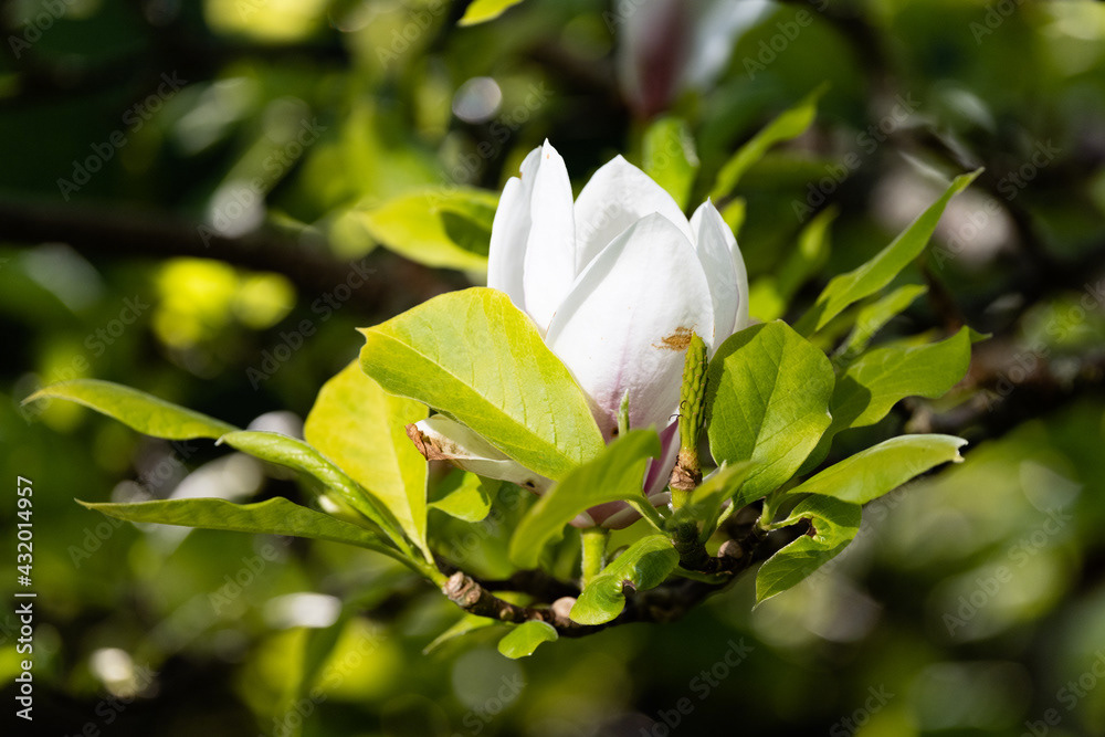 Photo by Lea Tyrrell | Available via Adobe Stock Images