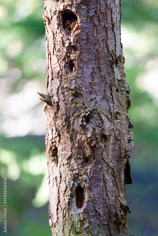 Photo by Lea Tyrrell | Available via Adobe Stock Images