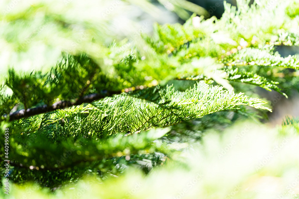 Photo by Lea Tyrrell | Available via Adobe Stock Images