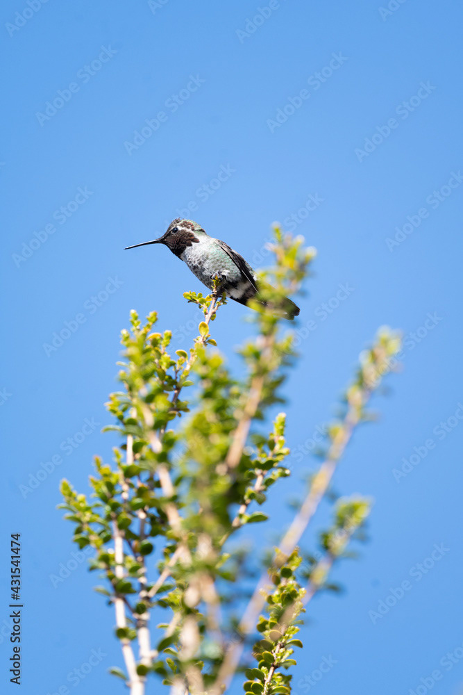 Photo by Lea Tyrrell | Available via Adobe Stock Images