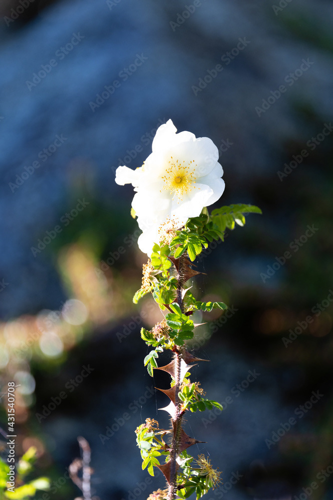 Photo by Lea Tyrrell | Available via Adobe Stock Images