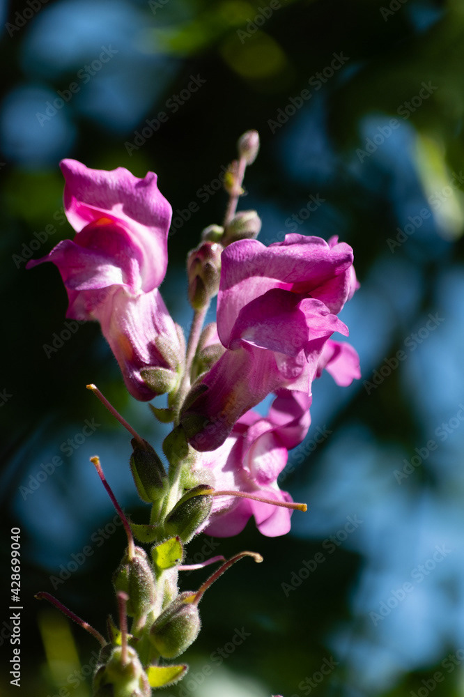 Photo by Lea Tyrrell | Available via Adobe Stock Images