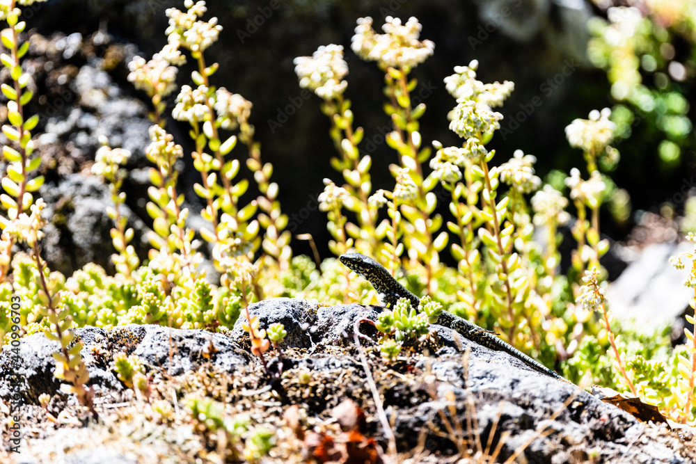 Photo by Lea Tyrrell | Available via Adobe Stock Images