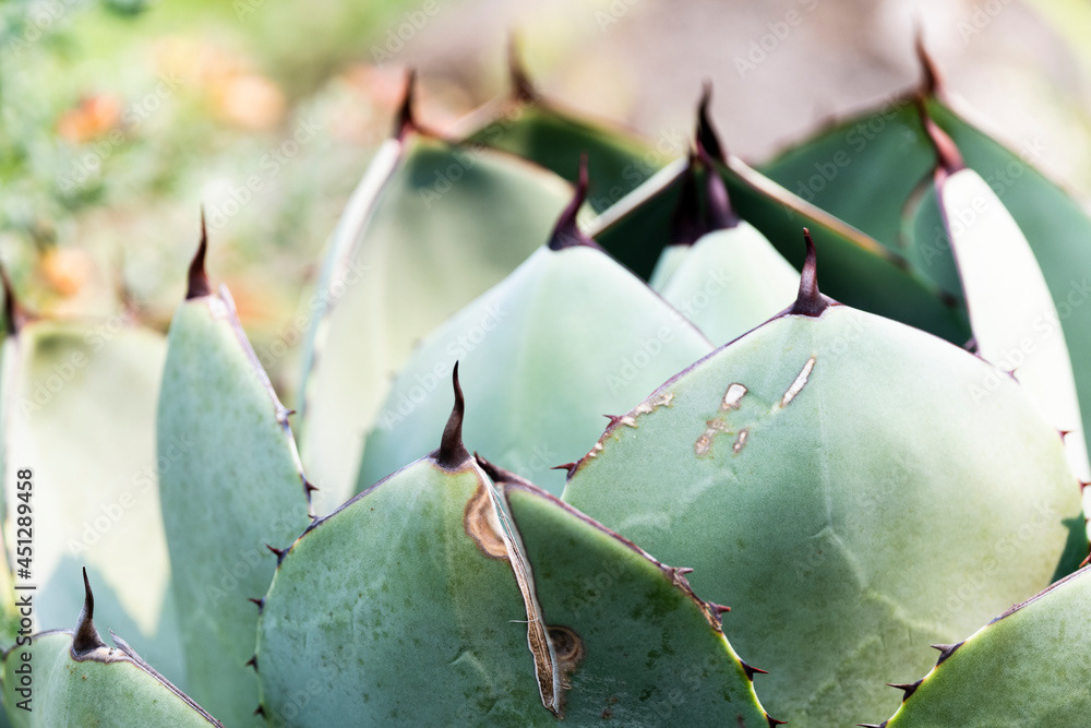 Photo by Lea Tyrrell | Available via Adobe Stock Images