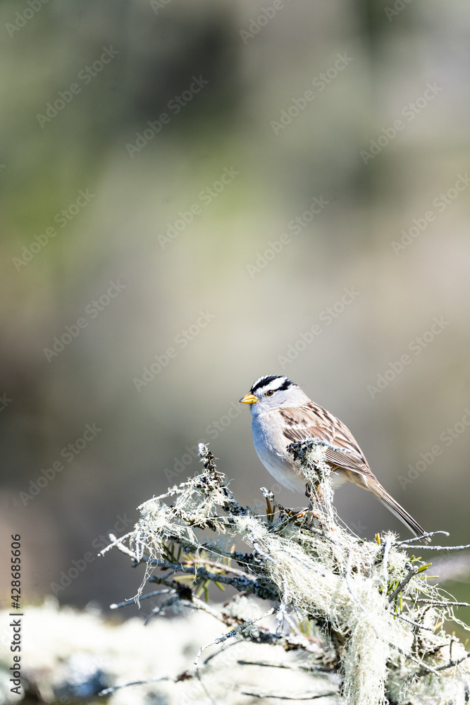 Photo by Lea Tyrrell | Available via Adobe Stock Images